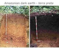 Terra preta soil on the right is dark due to the high quantities of biochar present. On the left is typical rainforest soil; pale, limited nutrients and low carbon content.