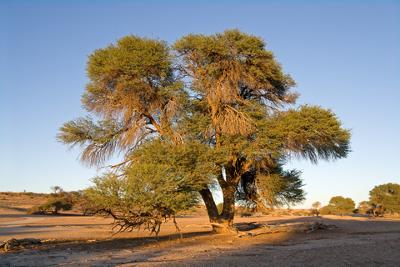Acacia Erioloba, or the 