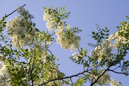 Black Locust Flowers - these are edible, with a sweet flavour. They are traditionally cooked into simple fritters.