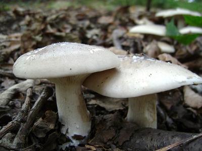 Note the relatively thick stem, the gills running down to the stem itself, the broad grey top.