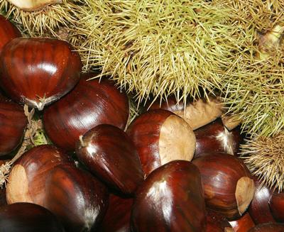 Lovely sweet chestnuts!