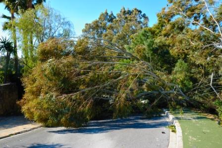 A storm damaged tree blocks the road.