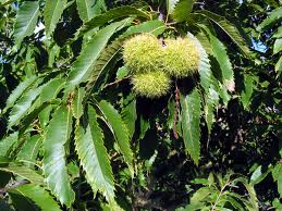 Sweet chestnut tree with the classic spikey nut casings ready to drop