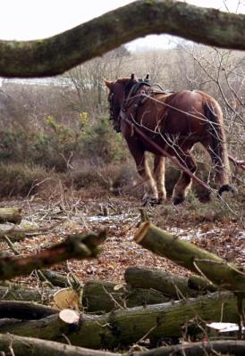 Heavy horse at work in woodlands
