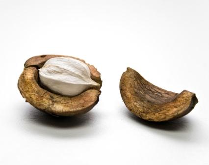 A Hickory Nut; hickory make excellent firewood. Remember to season it properly.