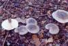 Clouded Agaric Growing In Huge Rings