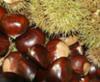 Lovely sweet chestnuts!