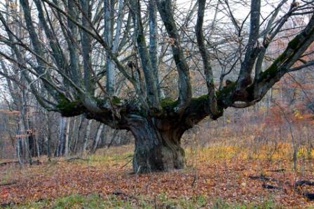 This ancient oak has been pollarded for firewood many times in it's history