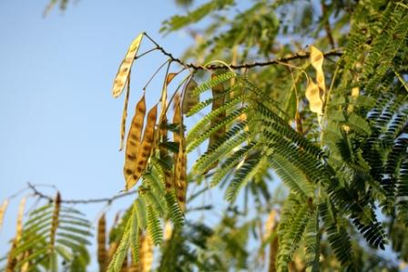 Distinctive black locust seed pods and leaves. Black locust is one of the very best types of firewood - it is dense and burns with an intense sustained heat