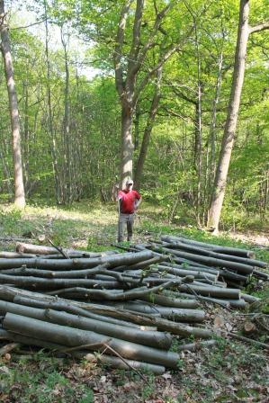 Our first coupe of cleared coppice in Elfric Wood