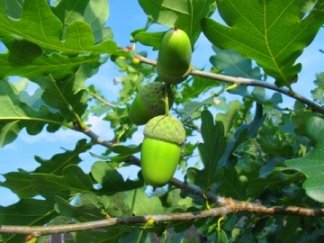 Fresh green acorns, typical of the english oak tree.