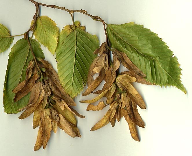 Hornbeam leaves and seeds - hornbeam can be trciky to identify as it looks similar to some other common woodland species. Leaves are similar to beech, seeds look a bit like sycamore or maple and the growth pattern is a little like hazel.