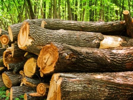 Oak logs stacked ready for processing