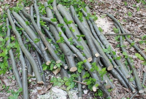 This small pile of firewood came from one coppice stool of hornbeam